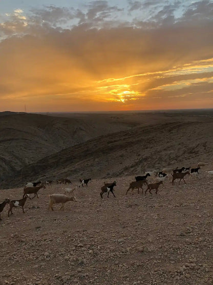 From Marrakech: giro in cammello al tramonto nel deserto di Agafay