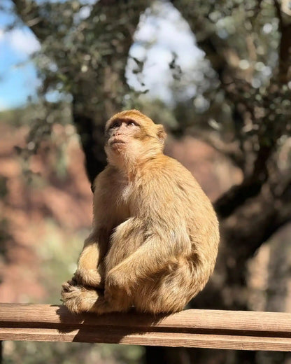 From Marrakech: Ouzoud Waterfalls and Boat Ride Day Trip