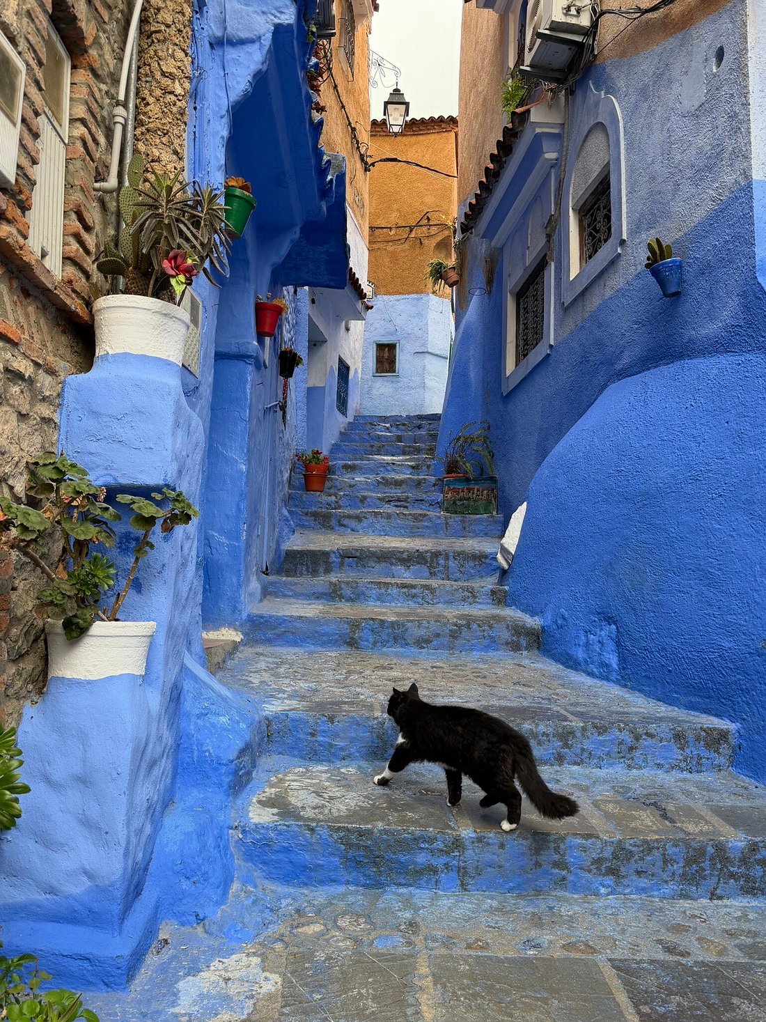 From Meknes: Excursão particular de um dia a Chefchaouen