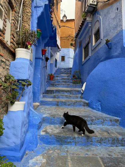 From Meknes: Excursão particular de um dia a Chefchaouen