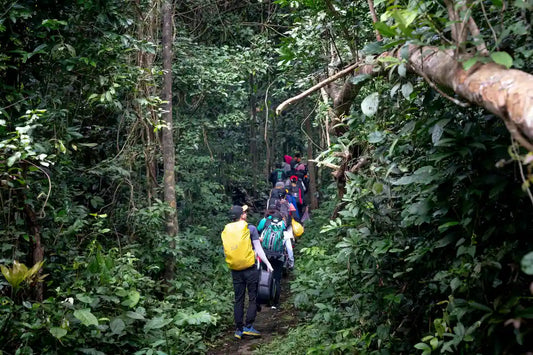 From Moshi o Arusha: Escursione privata di un giorno sul Monte Kilimangiaro lungo la rotta Marangu