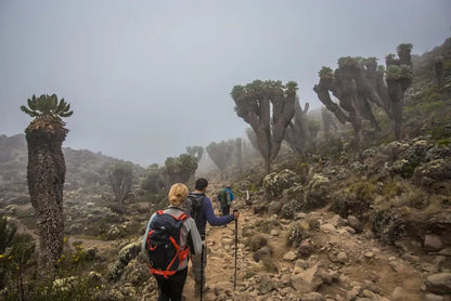 From Moshi oder Arusha: Private Wanderung über die Shira-Plateau-Route am Mount Kilimanjaro