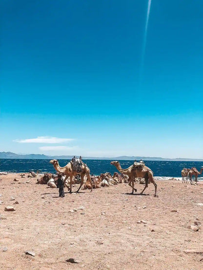 From Sharm El Sheikh: Blue Hole, Colored Canyon and Dahab Guided Tour