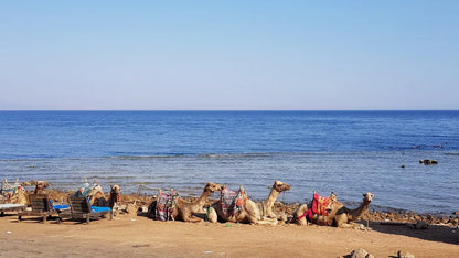 From Sharm El Sheikh: Blue Hole, Colored Canyon and Dahab Guided Tour