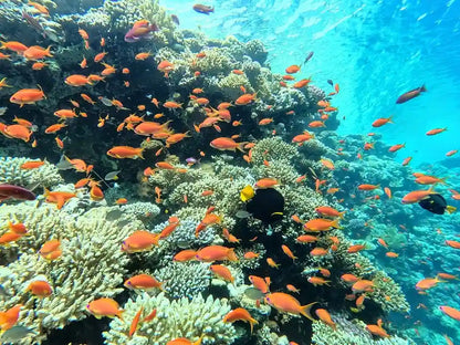 From Sharm El Sheikh: Blue Hole, Colored Canyon and Dahab Guided Tour