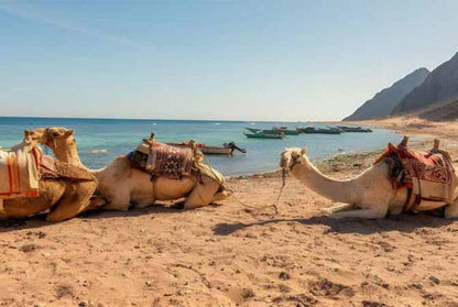 From Sharm El Sheikh: Colored Salama Canyon and Snorkeling at Dahab