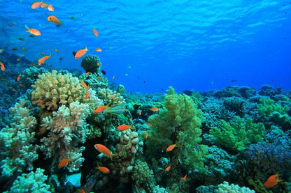 Dari Sharm El Sheikh: Tur Sehari ke Dahab ke 3 Pools dan Canyon dengan Naik Unta
