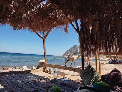 Dari Sharm El Sheikh: Tur Sehari ke Dahab ke 3 Pools dan Canyon dengan Naik Unta
