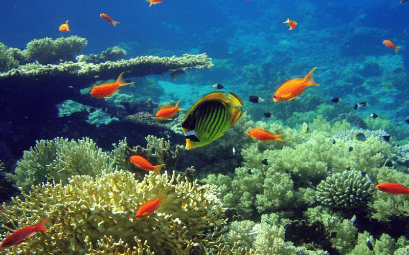 Dari Sharm El Sheikh: Tur Sehari ke Dahab ke 3 Pools dan Canyon dengan Naik Unta