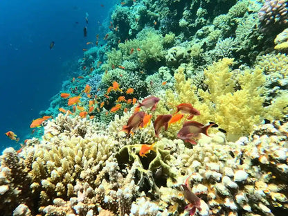 From Sharm El Sheikh: Day Trip to Dahab Colored Canyon and Blue Hole with Snorkeling
