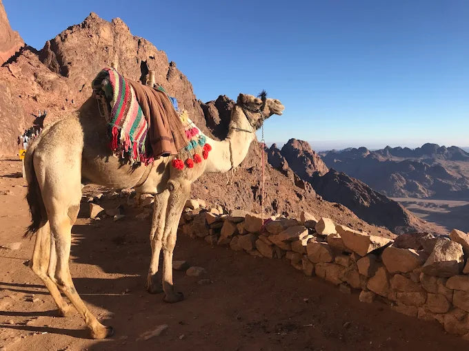 从沙姆出发：摩西山徒步旅行、日出和修道院参观