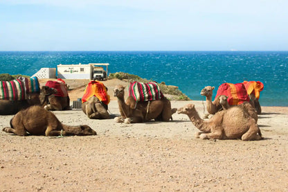 From Tanger: gedeelde stadstour met bezoek aan Asilah en kameelrit
