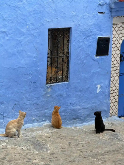 From Tangier: Chefchaouen Blue City Day Trip