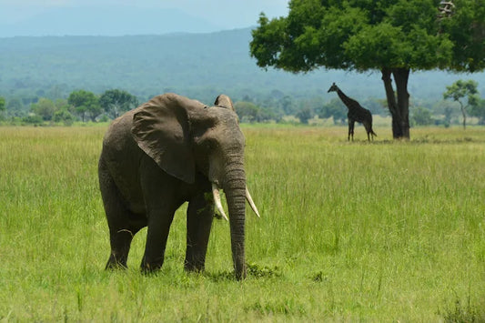 Da Zanzibar: Gita di un giorno al Parco Nazionale di Mikumi con voli
