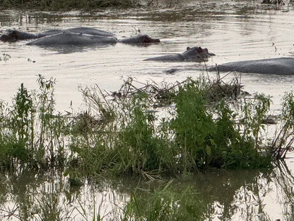 Da Zanzibar: Gita di un giorno al Parco Nazionale di Mikumi con voli