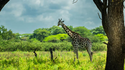 Da Zanzibar: Safari di un giorno alla Riserva di Selous con voli e pranzo nella savana