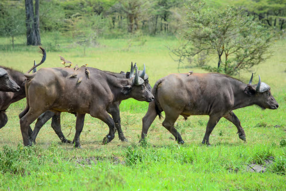 Da Zanzibar: Safari di un giorno alla Riserva di Selous con voli e pranzo nella savana
