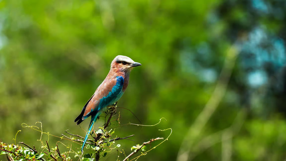 Da Zanzibar: Safari di un giorno alla Riserva di Selous con voli e pranzo nella savana