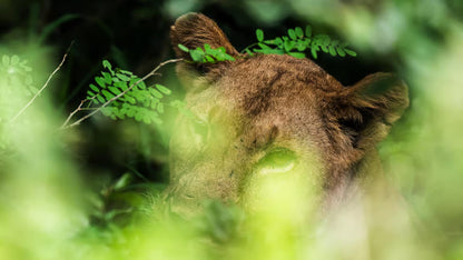 Da Zanzibar: Safari di un giorno alla Riserva di Selous con voli e pranzo nella savana