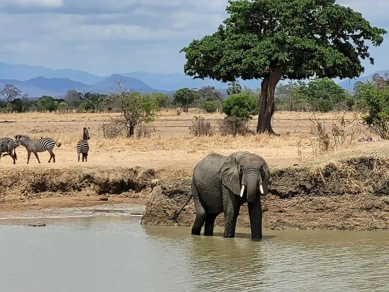 Début du safari en 4x4 l’après-midi