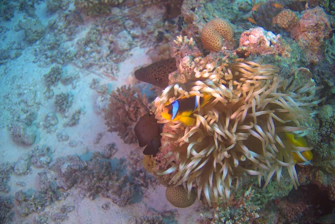 Slapp av og utforsk en avsidesliggende øy