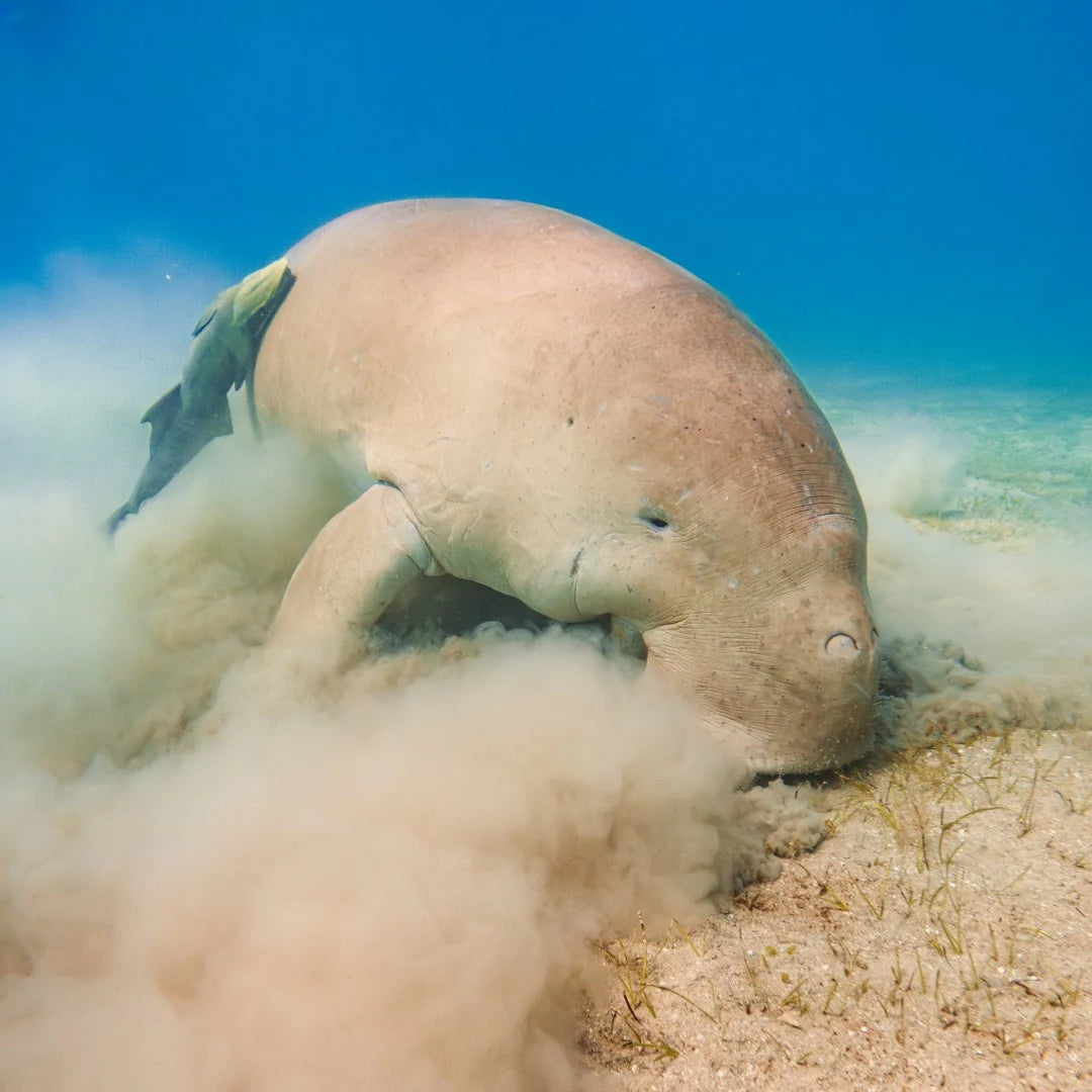 Marsa Alam : Excursion en bateau avec plongée en apnée à Marsa Mubarak et déjeuner