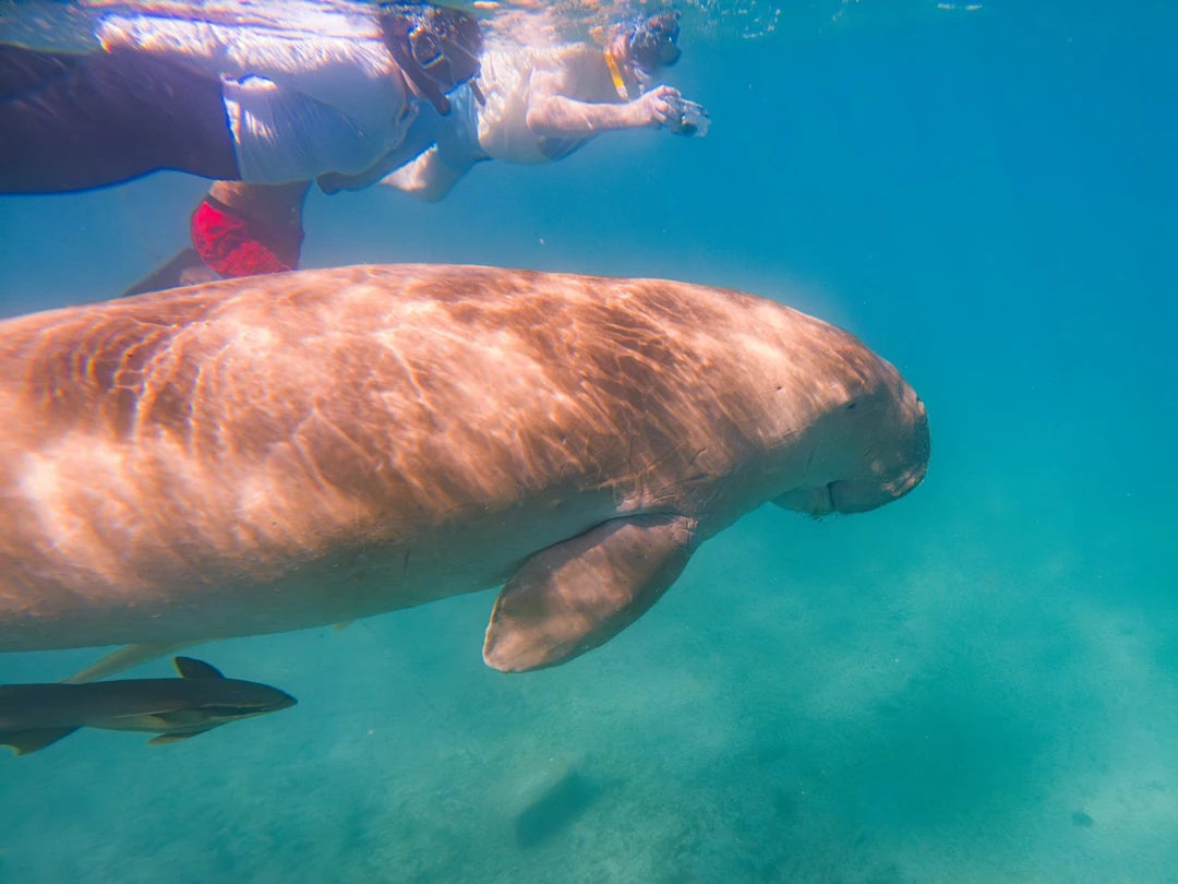 Marsa Alam : Excursion en bateau avec plongée en apnée à Marsa Mubarak et déjeuner