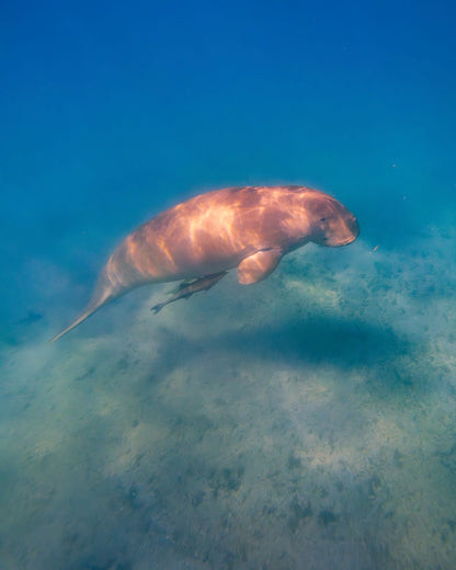 Marsa Alam: excursie cu barca de snorkeling la Marsa Mubarak cu prânz