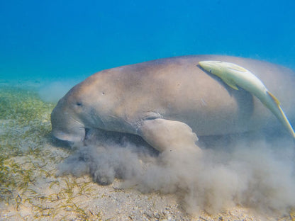 Marsa Alam: excursie cu barca de snorkeling la Marsa Mubarak cu prânz