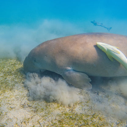 Marsa Alam: excursie cu barca de snorkeling la Marsa Mubarak cu prânz