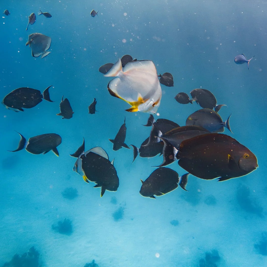 Marsa Alam : Excursion en bateau avec plongée en apnée à Marsa Mubarak et déjeuner
