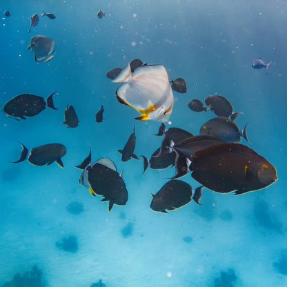 Marsa Alam : Excursion en bateau avec plongée en apnée à Marsa Mubarak et déjeuner