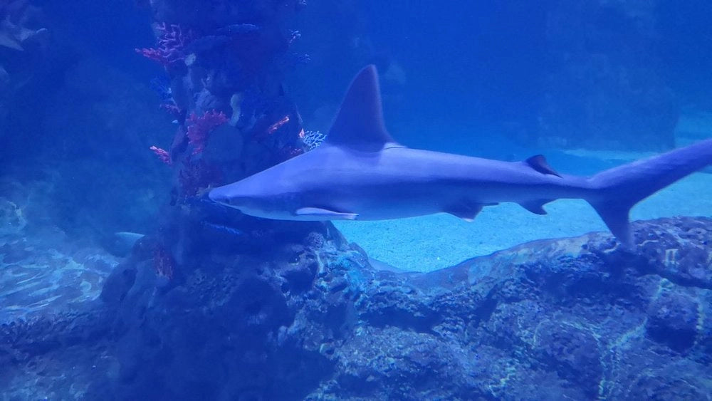 ハルガダ: グランドアクアリウム入場券