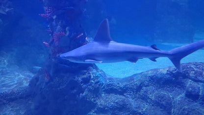 ハルガダ: グランドアクアリウム入場券