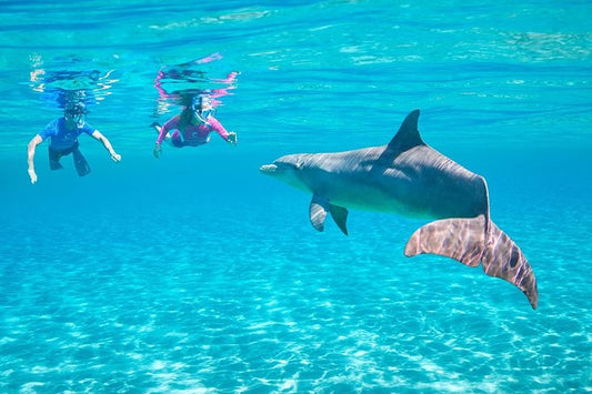 Hurghada: tour a Dolphin House con snorkeling e giro in banana boat