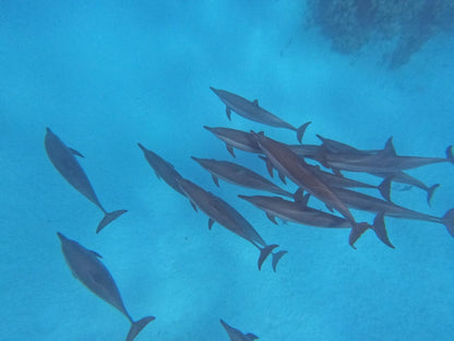Hurghada: Dolphin House-tur med snorkling och tur med bananbåt