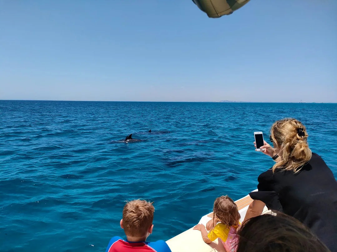 Hurghada: Experiență privată cu barcă rapidă pentru observarea delfinilor