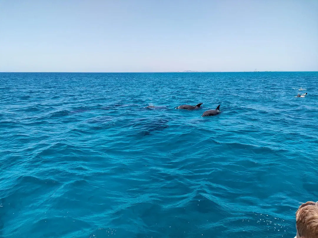 Hurghada: Experiență privată cu barcă rapidă pentru observarea delfinilor