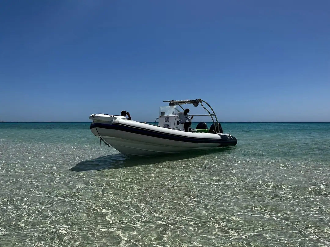 Hurghada: Experiență privată cu barcă rapidă pentru observarea delfinilor