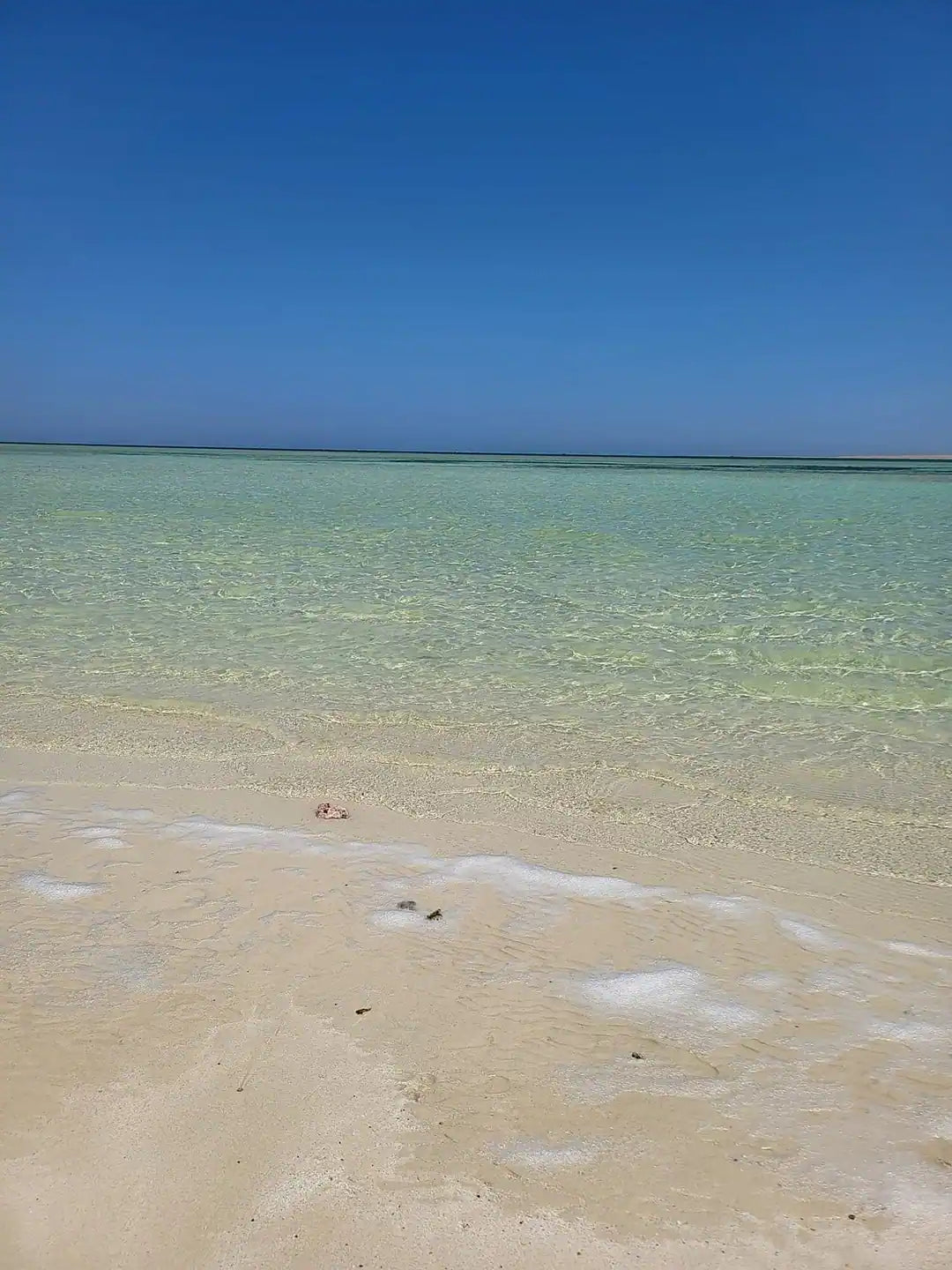 Hurghada: Experiență privată cu barcă rapidă pentru observarea delfinilor