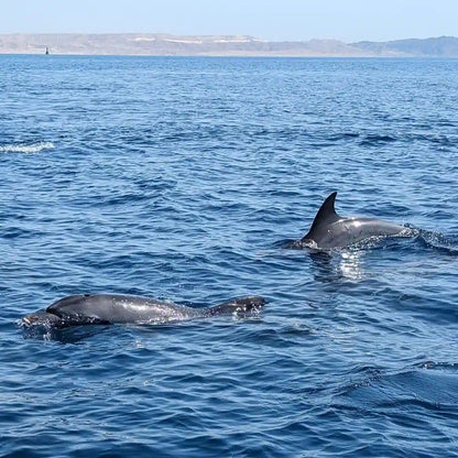 Hurghada: Experiență privată cu barcă rapidă pentru observarea delfinilor