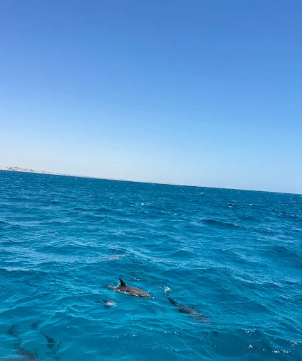 Хургада: тур по наблюдению за дельфинами и подводному плаванию в Dolphin House