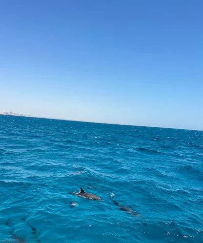 Хургада: тур по наблюдению за дельфинами и подводному плаванию в Dolphin House