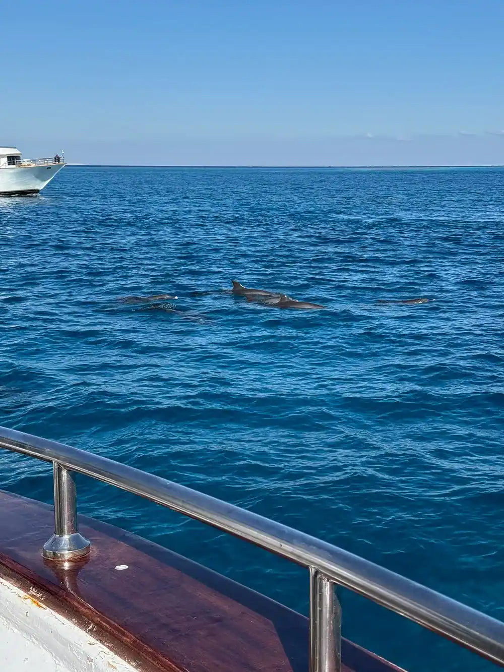 Хургада: тур по наблюдению за дельфинами и подводному плаванию в Dolphin House