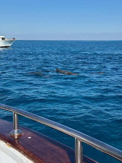Хургада: тур по наблюдению за дельфинами и подводному плаванию в Dolphin House