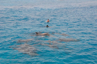 Хургада: тур по наблюдению за дельфинами и подводному плаванию в Dolphin House