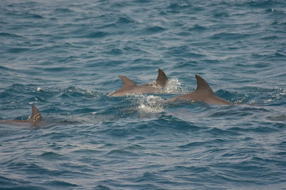 Хургада: тур по наблюдению за дельфинами и подводному плаванию в Dolphin House