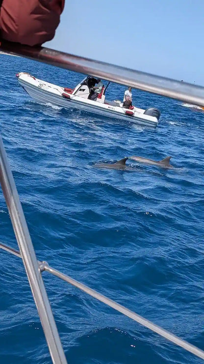 Хургада: тур по наблюдению за дельфинами и подводному плаванию в Dolphin House