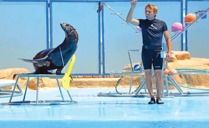 Hurghada: Înot cu delfinii, spectacol și experiență în familie cu fotografii