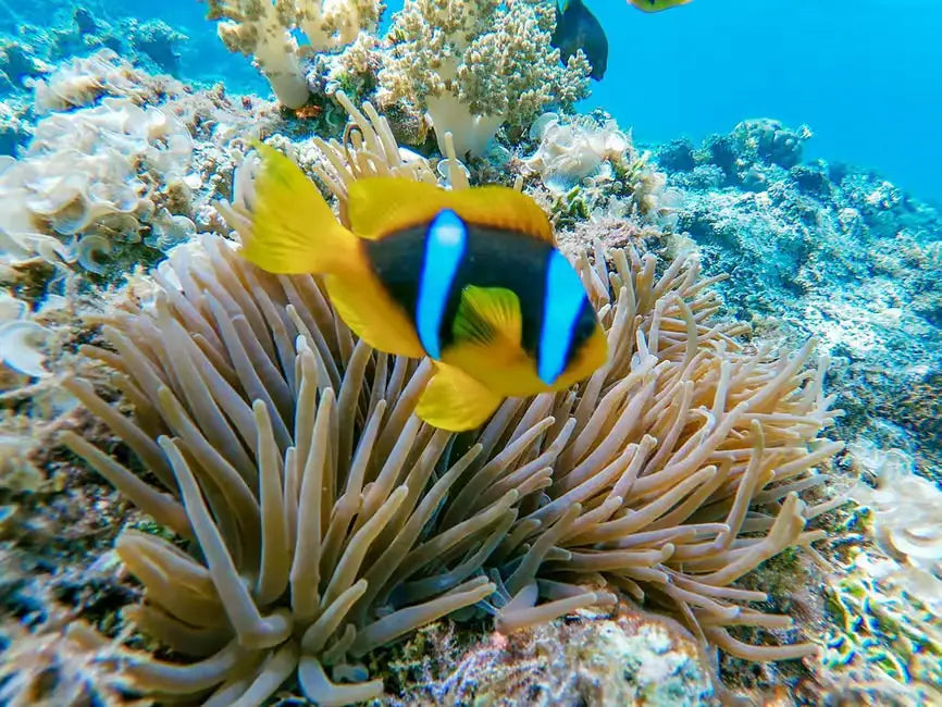 Hurghada: Giftun Island Snorkeling Trip With Lunch